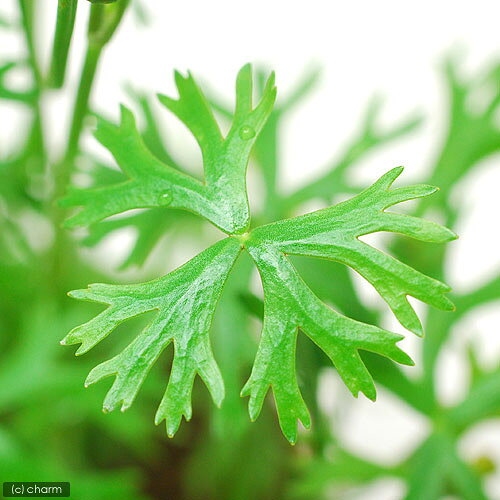 （水草）ラヌンクルス　イヌンダタス（水上葉）鉢植え（無農薬）（1鉢）