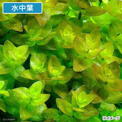 charm 3980 楽天市場店の（水草）ウォーターバコパ（水上葉）（無農薬）（30本）｜アングル2