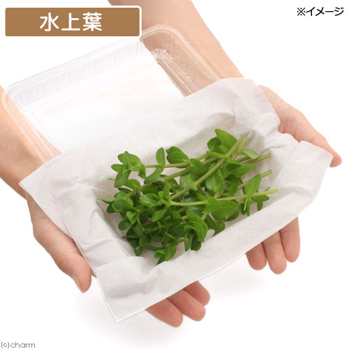 charm 3980 楽天市場店の（水草）ウォーターバコパ（水上葉）（無農薬）（30本）｜アングル3