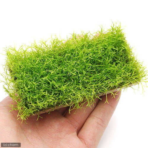 （水草）★育成済★　リシア　プレート（水中葉）（無農薬）（1個）　北海道・九州航空便要保温