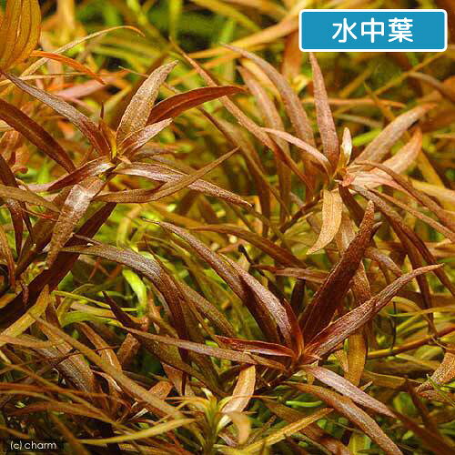 （水草）ルドウィジア　ブレビペス（水上葉）（無農薬）（10本）