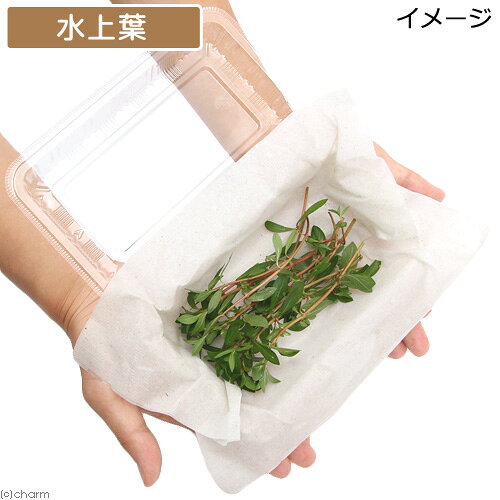 （水草）ルドウィジア　ブレビペス（水上葉）（無農薬）（10本）