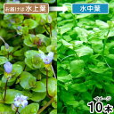 (水草)バコパ オーストラリス(水上葉)(無農薬)(10本) 北海道航空便要保温