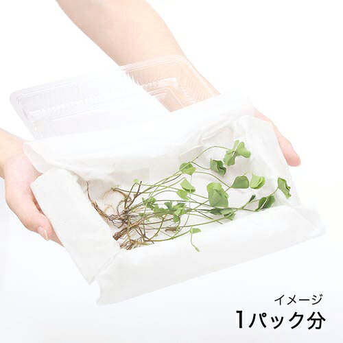 （水草）ベトナムクローバー（水上葉）（無農薬）（1パック分）