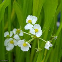 （ビオトープ）水辺植物　サジタリア　ウェザービアナ　ラタイ便（1ポット）　抽水植物