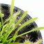 (食虫植物)モウセンゴケ アフリカナガバモウセンゴケ(ドロセラ カペンシス)白花 2.5〜3号(1ポット) 891円