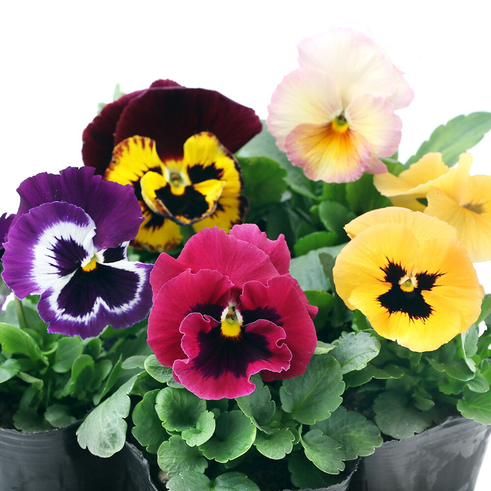 （観葉植物）パンジー 花色おまかせ 3～3．5号（15ポット）