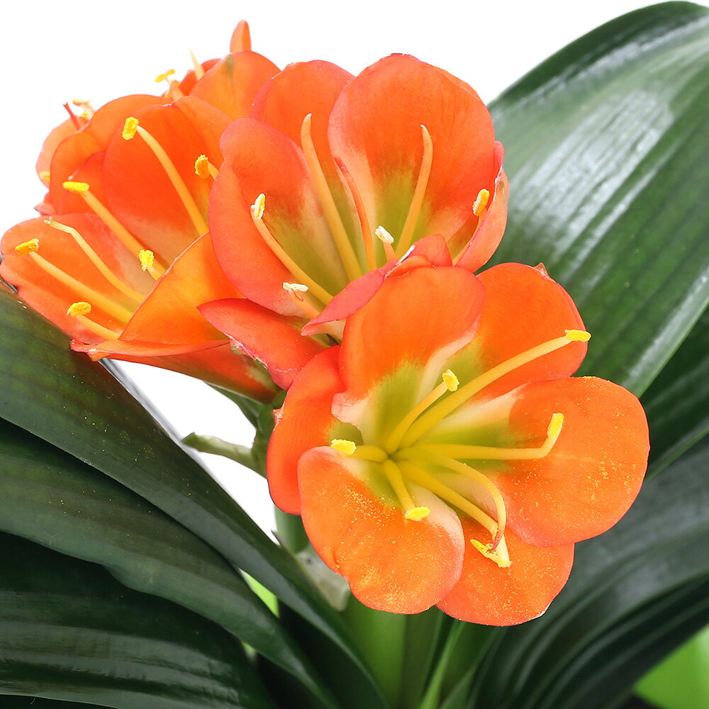 （入荷未定）（観葉植物）クンシラン（君子蘭） 達磨系 5～6号（1鉢）