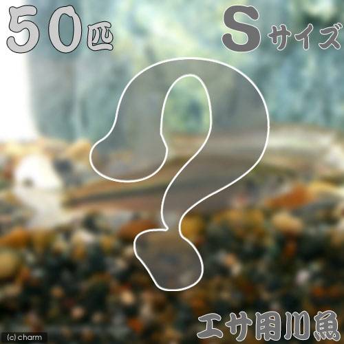 ��ø����˻����ݾڤ��ꡡ���¡������������S��������50ɤ�ˡ����