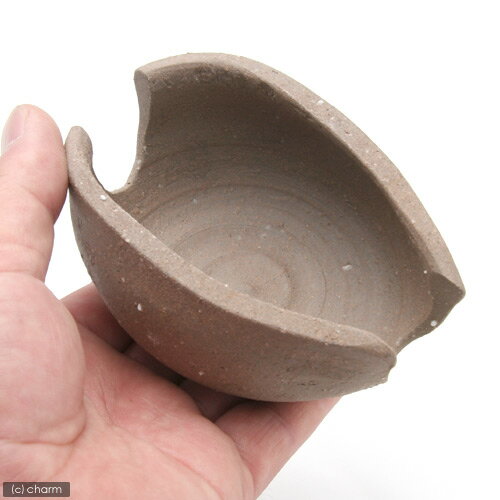 �׻Ҿơ����ޤ��饷���륿�������ԥ��ȥ���ޡ�����������