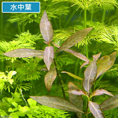 （水草）ハイグロフィラ　コリンボーサ　ランカ（水上葉）（無農薬）（5本）