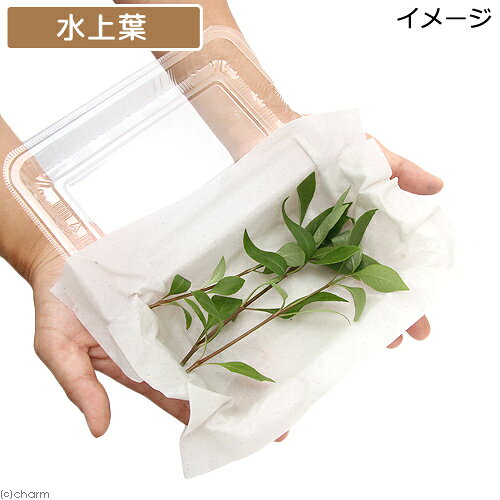 （水草）ハイグロフィラ　コリンボーサ　ランカ（水上葉）（無農薬）（5本）