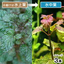 (水草)ヘミグラフィスsp.パープル ラウンドリーフ(水上葉)(無農薬)(3本)