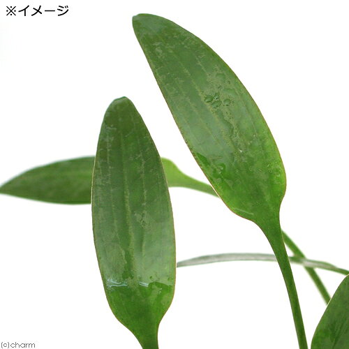 （水草）クリプトコリネ　ルテア（1ポット分）