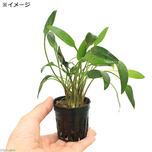 （水草）クリプトコリネ　ルテア（1ポット分）