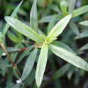 (水草)ケニオイグサ(水上葉)(無農薬)(10本)