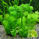 (水草)おまかせメダカ・金魚藻セット 浮草付(1パック)