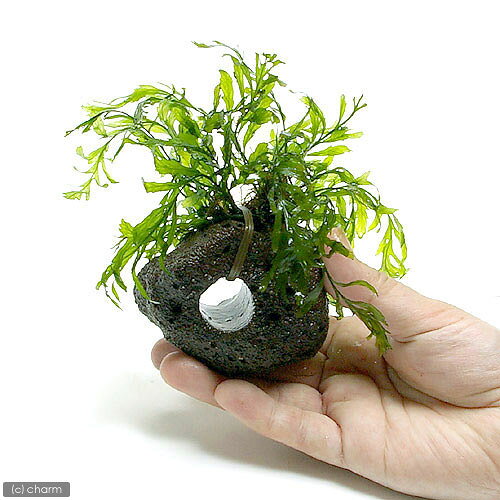 charm 3980 楽天市場店の（水草）巻きたて　ボルビティス　ヒュディロティ　穴あき溶岩石付（水中葉）（無農薬）（1個）｜アングル2