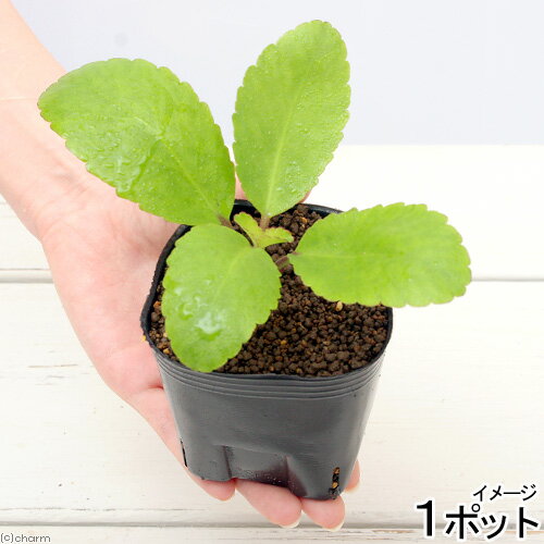 マザーリーフ （観葉植物）ペットリーフ　マザーリーフの苗　3号（1ポット）　餌　おやつ　カメ　無農薬　リクガメ