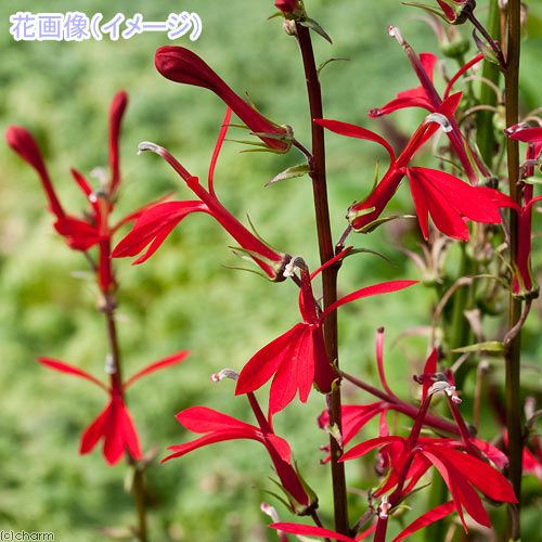 （水草）ロベリアカーディナリス（水上葉）穴あき溶岩石付（無農薬）（1個）