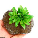 (水草)リムノフィラsp.スリランカ タイプA(水上葉)穴あき溶岩石付(無農薬)(1個)