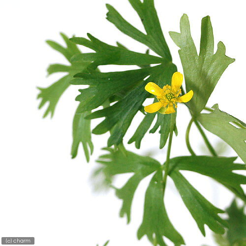 （水草）ラヌンクルス　イヌンダタス（水上葉）穴あき溶岩石付（無農薬）（1個）
