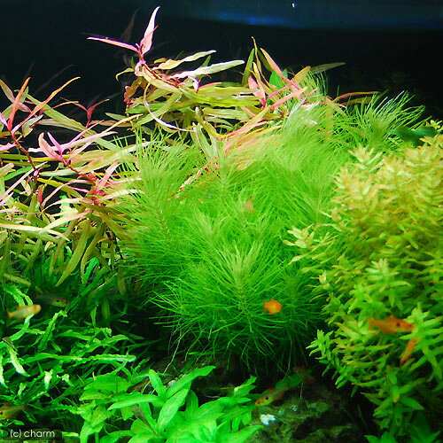 （水草）ポゴステモン　デカネンシス（水上葉）穴あき溶岩石付（無農薬）（1個）