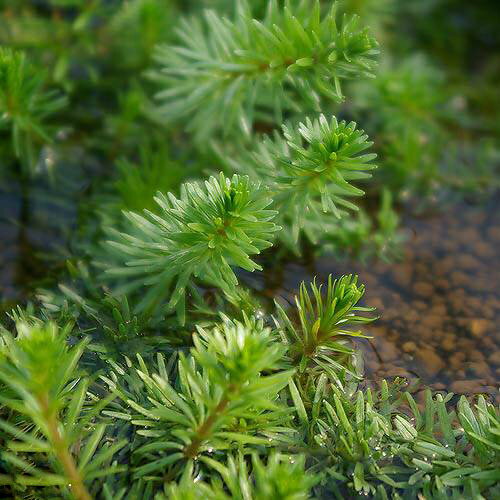 （水草）ミズスギナ（水上葉）（無農薬）（5本） 1