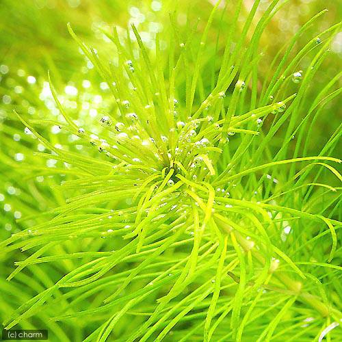 （水草）ミズスギナ（水上葉）（無農薬）（5本）