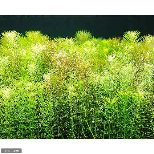 （水草）ミズスギナ（水上葉）（無農薬）（5本）