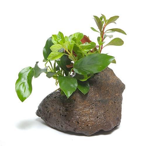 置くだけ簡単レイアウト！Plants　Arrangement　ザ　ボンサイ　Ver．アヌビアスナナ発送サイズ10×10×15cm程度（水草含む）残留農薬状態残留農薬処理済 ※ビーシュリンプのいる水槽には入れないでください。どんな商品？20cm以上の小型水槽にお勧めです。そのまま水槽のお好みの場所にそっと置くだけの簡単設置！状態のよい水上葉の寄せ植えに、アヌビアス　ナナをビニタイで巻いた物です。穴あき溶岩石に水草をレイアウトした商品です。商品が到着してから、水槽に沈めるだけで簡易レイアウトが楽しめる商品です。お好みの種類を選んでお楽しみください。セット初期は移動可能ため、掃除しやすいです。（時間が経過すると、水草の種類によっては根を張りますので、移動が困難になる場合もございます）シュリンプ、コリドラス、ブッシーなど低層魚中心の水槽にもお勧めです。注意掲載写真はイメージです。育成環境によりサイズや葉数、色、量等が画像と異なる場合がございます。入荷状況等により、ポットなし1ポット分での発送となる場合がございます。素材が天然素材の為、形状や色彩は選べません。 ※枯れや葉の痛みなどが入る場合がございます。ご了承の上お買い求めください。PSBQ10　ピーエスビーキュート　淡水用　30mL5個セット　光合成細菌　バクテリア　熱帯魚（生餌）淡水用　微生物で水質向上セット　エサ用ゾウリムシミックス＋PSBQ10　本州四国限定パワーハウス　ベーシック（ソフトタイプ）　Sサイズ　淡水用　5リットル　微酸性　ろ材　pH維持Plants　Green　プランツグリーン　250ml　（水草の栄養液）（熱帯魚）オトシンクルス（3匹）　北海道・九州航空便要保温（エビ）ミナミヌマエビ（10匹）（＋1割おまけ）　北海道・九州航空便要保温Fe　Energy（エフイーエナジー）　400g　5mm　（水草の栄養素）Fe　Energy（エフイーエナジー）　アクア　濃縮タイプ　20mL　（水草の栄養液）お一人様3点限り　魚が簡単に飼える　リーフプロソイル　pHダウン　8L　pH4．5〜5．5　吸着ソイル　国産　熱帯魚　用品お一人様3点限り　魚が簡単に飼える　リーフプロソイル　pHダウン　8L　pH4．5〜5．5　吸着ソイル　国産　熱帯魚　用品日本動物薬品　ニチドウ　水草が育つCO2リキッド　2本入　（緑） … 熱帯魚　thebonsaiseries　_wp　_aqua　穴あき溶岩石　水草　溶岩石付　all_plants　wp_kywrd　kattyaku2017　toppatumizukusa　okudakeplants　twplants6000event　（水草）Plants　Arrangement　ザ　ボンサイ　トリニティ（水上葉）（3種セット）■この商品をお買い上げのお客様は、下記商品もお買い上げです。※この商品には付属しません。■PSBQ10　ピーエスビーキュート　淡水用　30mL5個セット　光合成細菌　バクテリア　熱帯魚（生餌）淡水用　微生物で水質向上セット　エサ用ゾウリムシミックス＋PSBQ10　本州四国限定パワーハウス　ベーシック（ソフトタイプ）　Sサイズ　淡水用　5リットル　微酸性　ろ材　pH維持Plants　Green　プランツグリーン　250ml　（水草の栄養液）（熱帯魚）オトシンクルス（3匹）　北海道・九州航空便要保温（エビ）ミナミヌマエビ（10匹）（＋1割おまけ）　北海道・九州航空便要保温Fe　Energy（エフイーエナジー）　400g　5mm　（水草の栄養素）Fe　Energy（エフイーエナジー）　アクア　濃縮タイプ　20mL　（水草の栄養液）お一人様3点限り　魚が簡単に飼える　リーフプロソイル　pHダウン　8L　pH4．5〜5．5　吸着ソイル　国産　熱帯魚　用品お一人様3点限り　魚が簡単に飼える　リーフプロソイル　pHダウン　8L　pH4．5〜5．5　吸着ソイル　国産　熱帯魚　用品日本動物薬品　ニチドウ　水草が育つCO2リキッド　2本入　（緑）