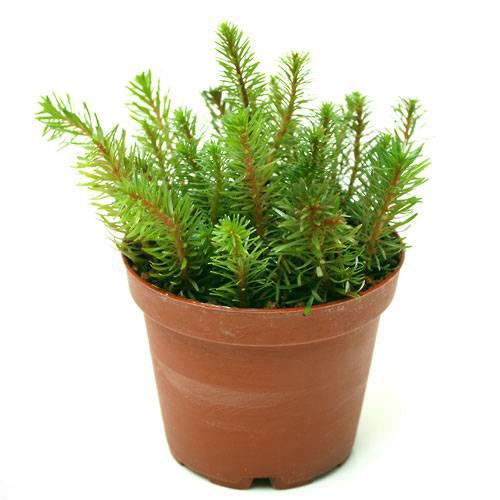 General - （水草）ロタラ　ワリッキー（水上葉）鉢植え（無農薬）（1鉢）