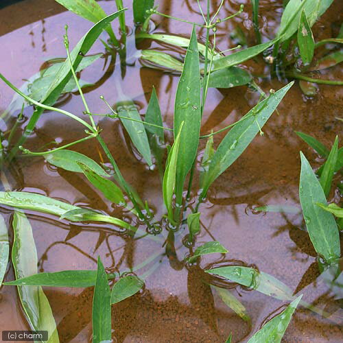 （ビオトープ）水辺植物　ヘラオモダカ（1ポット）　抽水植物