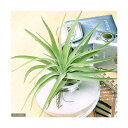 (観葉植物)エアープランツ チランジア ハリシー(1株)