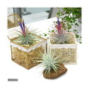 (観葉植物)エアープランツ チランジア イオナンタ(1株)