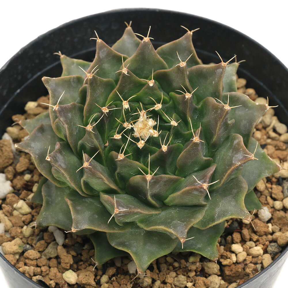 （多肉植物）サボテン オブレゴニア 帝冠 2．5号（1鉢）