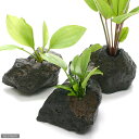 (水草)おまかせエキノドルス(子株・水上葉)穴あき溶岩石付(無農薬)(1個)