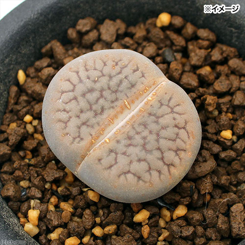 品種系リトープス富貴玉1株植え2．5号