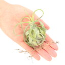 (観葉植物)エアープランツ チランジア ストレプトフィラS(1株)