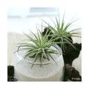 (観葉植物)エアープランツ チランジア イオナンタ ルブラ(1株)