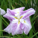 (ビオトープ)水生植物 花菖蒲 稚児化粧(チゴゲショウ)肥後系白地紅ぼかし六英花(1ポット)