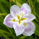 (ビオトープ)水生植物 花菖蒲 五月晴(サツキバレ)江戸系白地弁元薄紅六英(1ポット)