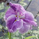 (ビオトープ)水生植物 花菖蒲 越後獅子(エチゴジシ)肥後系薄紫八重咲(1ポット)