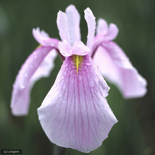 （ビオトープ）水辺植物　花菖蒲　ローズクイン（1ポット）薄桃色三英花【HLS_DU】