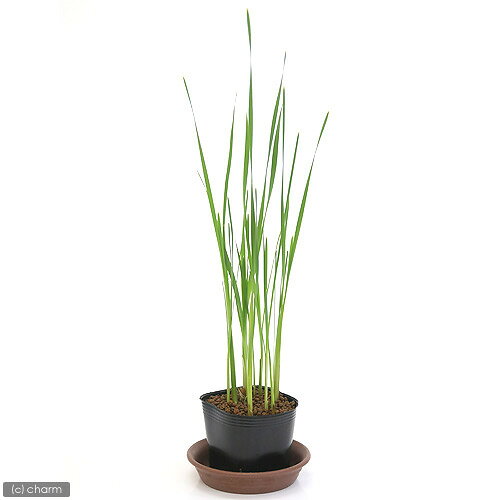 乐天商城 - （ビオトープ）水生植物　コガマ（1ポット）　抽水植物