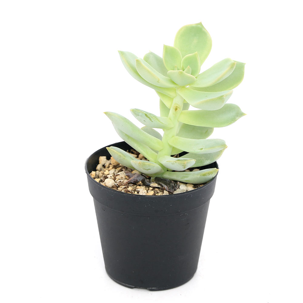 （多肉植物）エケベリア　白牡丹　2〜2．5号（1ポット）