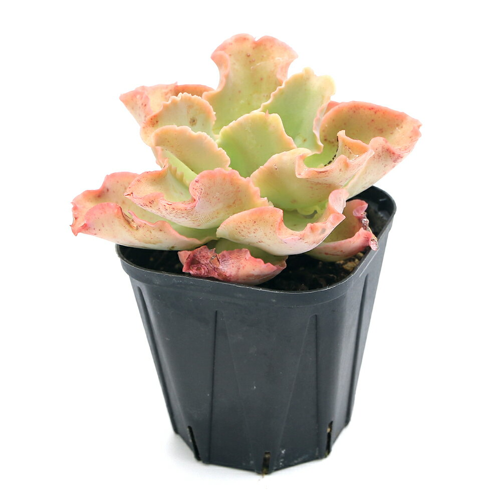 （多肉植物）エケベリア　高砂の翁　3号（1ポット）