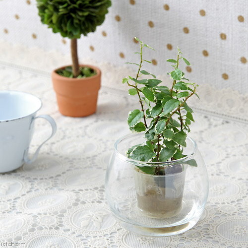 （観葉植物）ミニ観葉　オアシス苗　フィカス　プミラ　サニーホワイト（1苗）