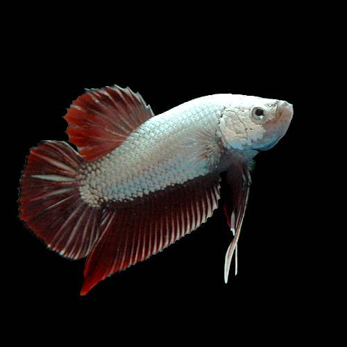 （熱帯魚）ベタ・ハーフムーンプラカット　レッドドラゴン（1ペア）　北海道・九州航空便要保温