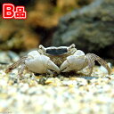 (エビ・カニ)(B品)バティック・クラブ(1匹)